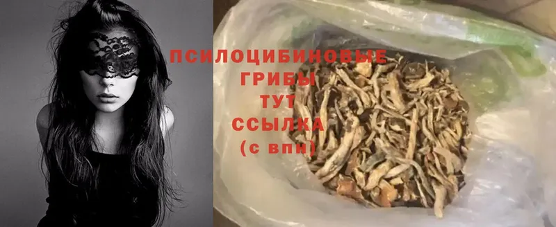 Псилоцибиновые грибы Cubensis  Кохма 